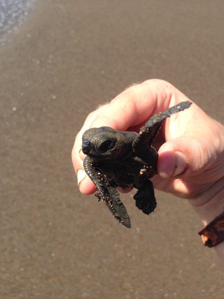 Sea Turtle Conservation in Costa Rica | Marine Volunteer Abroad